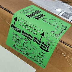 100 X-Large 6″ x 4″ Handle with care Hatching Eggs Shipping Labels Box Edge Seal