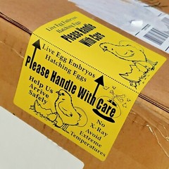 100 X-Large 6″ x 4″ Handle with care Hatching Eggs Shipping Labels Box Edge Seal