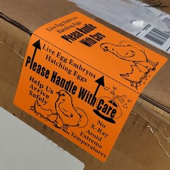 215+ XLarge 6″ x 4″ Handle with care Hatching Eggs Box Edge Seal Shipping labels