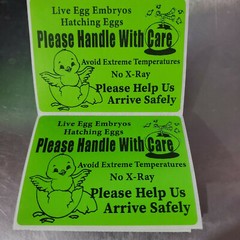 50 Large 4″ x 3″ Handle with care Hatching Eggs No Arrow Mailing Shipping Label