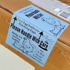 100 X-Large 6″ x 4″ Handle with care Hatching Eggs Shipping Labels Box Edge Seal