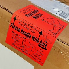 100 X-Large 6″ x 4″ Handle with care Hatching Eggs Shipping Labels Box Edge Seal