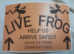100 3×2 Orange Live Frog Shipping Labels Dart Frog Tree Frog