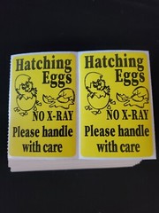 100 Handle with care Hatching Eggs shipping labels 3″ x 2″ no x-ray u pick
