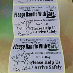 100 Large 4″ x 3″ Handle with care Hatching Eggs No Arrow Mailing Shipping Label