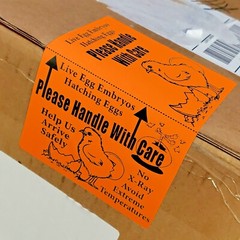 100 X-Large 6″ x 4″ Handle with care Hatching Eggs Shipping Labels Box Edge Seal