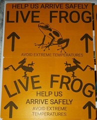 100 3×2 Orange Live Frog Shipping Labels Dart Frog Tree Frog