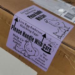 100 X-Large 6″ x 4″ Handle with care Hatching Eggs Shipping Labels Box Edge Seal