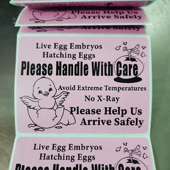 50 Large 4″ x 3″ Handle with care Hatching Eggs No Arrow Mailing Shipping Label