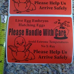 100 Large 4″ x 3″ Handle with care Hatching Eggs No Arrow Mailing Shipping Label