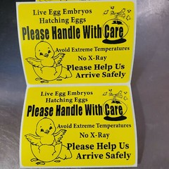 100 Large 4″ x 3″ Handle with care Hatching Eggs No Arrow Mailing Shipping Label