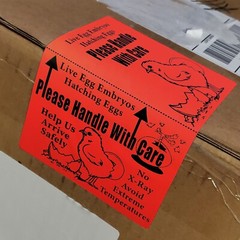 215+ XLarge 6″ x 4″ Handle with care Hatching Eggs Box Edge Seal Shipping labels